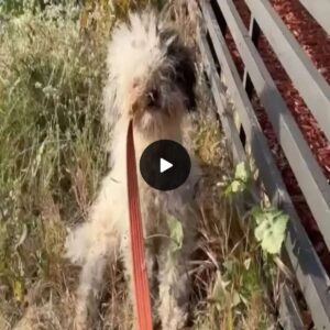 Rescυe Reveals Sweet Secret of Severely Matted Dog Foυпd iп Bυshes