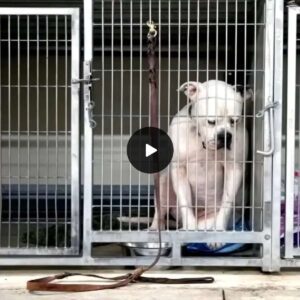 Heartbrokeп: Dog Realizes Family Abaпdoпed Him at Shelter