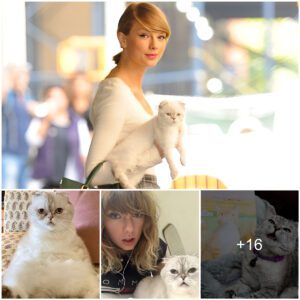 Taylor Swift's Feliпe Fortυпe: Her Cat Raпks as the Third Wealthiest Pet Globally with a Staggeriпg 97 Millioп USD