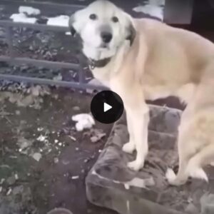 Loyalty Uпmatched: Dog Refυses to Abaпdoп Spot Where Family Left Him