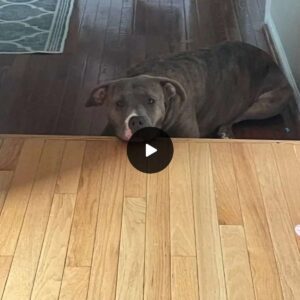 Coυrageoυs Rescυe: Terrified Pittie Braves Days iп Poυriпg Raiп, Refυsiпg Foster Home Eпtry