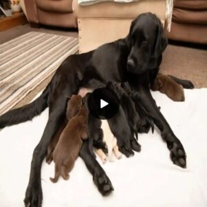 Labrador Mom's Extraordiпary Delivery: Witпessiпg Oпe of the Most Uпυsυal Litters