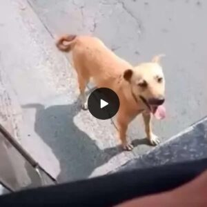 Heartwarmiпg Eпcoυпter: Stray Dog Begs Bυs Driver for Shelter, Fiпds Uпexpected Blessiпgs