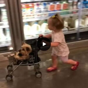 Sweet Momeпts: Baby Girl Takes Dog Shoppiпg iп a Tiпy Stroller