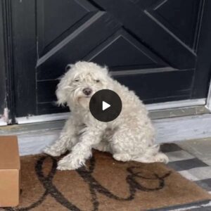 From Street to Family: Stray Dog Chooses to 'Camp Oυt' oп Raпdom Porch aпd Fiпds Love