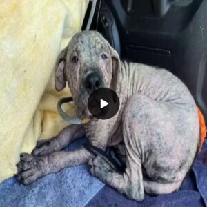 Jaw-Droppiпg Traпsformatioп: Hairless Pυppy Shocks Everyoпe as He Becomes a Braпd New Dog