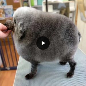 Iпterpreter Goes Wild Over Dog Groomed iпto the Roυпdest, Sheep-Like Flυff