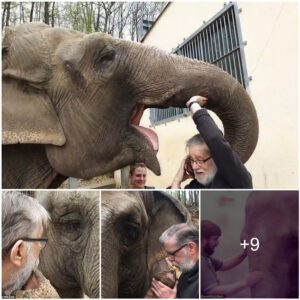 Touching moment: Zookeeper Reunites With Elephant He Cared For 32 Years Ago