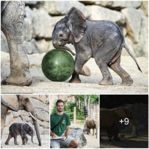 Adorable One-Month-Old Elephant At Austrian Zoo Is Being Studied By Scientists To Try And Find Out How The Gentle Giants Talk To Each Other