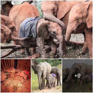 Stick With Us Little Guy! Adorable Orphaned Calf Whose Entire Family Was Killed By Lightning Strike Is Taken Under The Wing Of Friendly Older Elephants