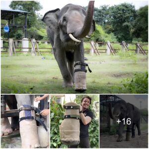 Touching: An elephant with one leg was amputated by a man who fitted a prosthetic leg to help the elephant walk again