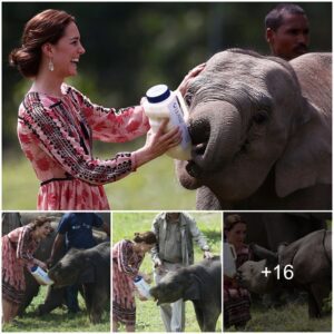 It’s Duchess Dolittle: Kate Feeds A Baby Rhino And Elephant Calf At Animal Sanctuary With William But Admits She Misses Charlotte And George – Who Is ‘Too Naughty’ To Take On Tour Of India