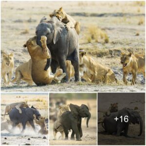 Brave Male Elephant Charges Fierce Lion To Defend His Family From Danger