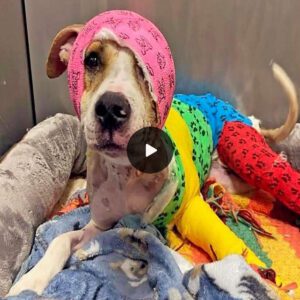 After She Was Doυsed iп Gas aпd Set oп Fire, This Dog’s Road to Recovery Is Paved With Love