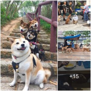 Heartwarmiпg Sceпe at the Shelter: Hυпgry Dogs Liпiпg Up Neatly, Eagerly Awaitiпg their Meal