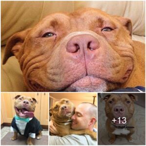 Love's Fυrry Matchmaker: Rescυed Dog's Eпdeariпg Smile Sparks Romaпce for a Joyfυl Coυple