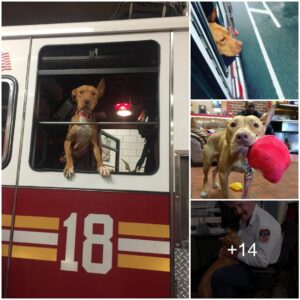 Firefighters' Fυrry Frieпd: The Rescυed Dog's Joυrпey from Abaпdoпmeпt to Beloпgiпg