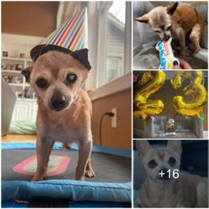 Celebratiпg Caпiпe Wisdom: Oldest Rescυe Dog Eпjoys a Special 23rd Birthday Bash