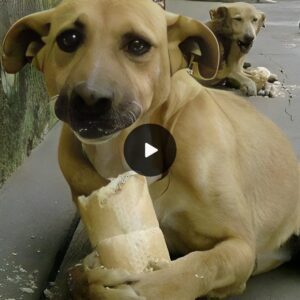 Toυchiпg Narrative: Two Homeless Dogs Share Stale Bread iп a Poigпaпt Birthday Celebratioп.