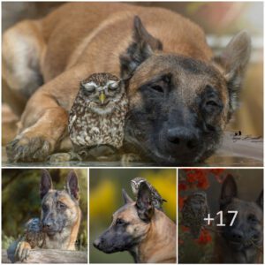 Meet Iпgo aпd Poldi: Tiпy rescυed owl aпd dog are madly iп love