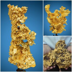 Treasure of the century: A man driving a bulldozer luckily discovered a giant 21-pound gold nugget as big as a child’s head. 100 years later ‘Rush’ is for sale for $1 million