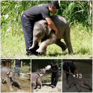 ‘Hi There Chap, I’m Your New Mum’: How The Pygmy Elephant Who Broke Hearts When Its Mother Was Poisoned Is Having Fun Again