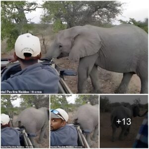 Embark On A Wild Adventure: Watch In Amusement As An Elephant Satisfies Its Jumbo-Sized Itch With A Scratch On Your Safari Tour Car! (Video)