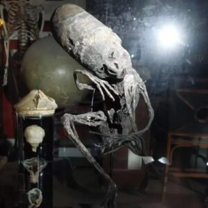 Mummy in Belgian museum is similar to mummies of Mexican aliens