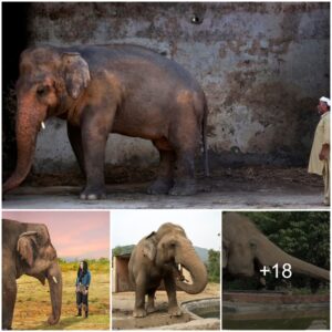 Incredible Story Of Kavaan The World’s Loneliest Elephant, Who Was Forced To Live In Solitude For Eight Years When His Partner Died…Until He Was Saved By Cher And Learned To Believe In Life After Love!