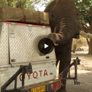 A Cheeky Elephant Tries To Break Into A Van For Food With Its Trunk