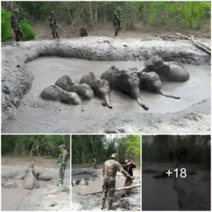 Forest rangers discovered 6 baby forest elephants trapped in a row and successfully rescued them