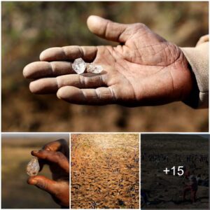 Real-life treasure: Shepherd's discovery of unidentified gems causes 'diamond fever' to grip South African village as 1,000 fortune-seekers flock to the area