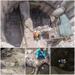 Surprising Rome metro discovery reveals 'Pompeii-like scene' as archaeologists discover ruins of a 3rd century building and the 1,800-year-old remains of a DOG