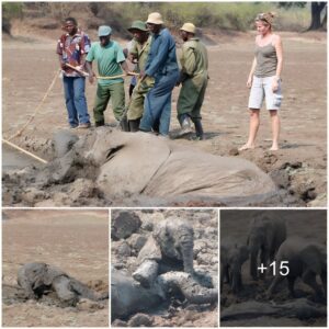 Rescued from a muddy grave: The baby elephant and a few mother elephants were pulled out of the trapped lagoon because they could not be separated