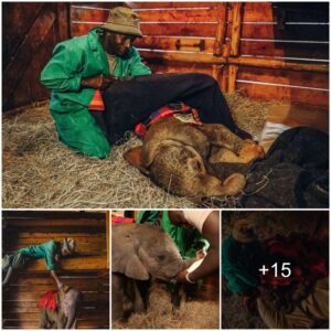 These Men Spend Their Nights Sleeping With Orphaned Elephants