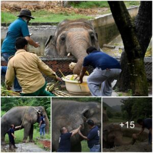 ‘World’s Loneliest Elephant’ Who Has Been Kept In A Tiny Enclosure In Pakistan Zoo For 35 Years Will Finally Be Allowed To Leave After Campaign By Animal Welfare Activists