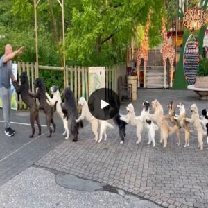 14-dog conga line breaks Guinness World Record in Germany - YouTube