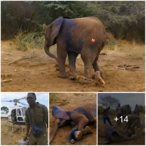 Heartwarming Moment Vets Cut Elephant Calf Free From Cr.Uel Po.Achers’ Snare In Kenya