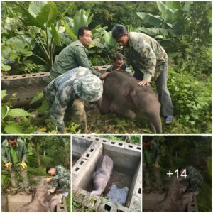 Wild Baby Elephant Is Rescued After Getting Trapped In A Pit For 12 Hours Before Being Reunited With Its Mother