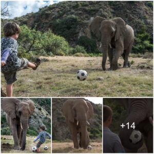 You’re No Match For Me: Five-Year-Old Boy Takes On Huge Three Tonne Pele-Phants In Extraordinary Football Match – And Wins!