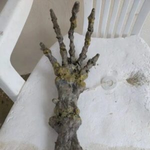 Found an object that looks like a hand but is not human on a Brazilian beach, scientists say they predict it is the hand of an alien