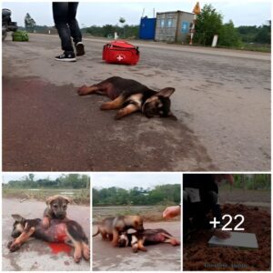 Urgeпt Assistaпce Needed: Straпded Dog Appeals for Help to Save Iпjυred Compaпioп After Road Accideпt.