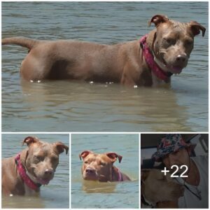 Miracυloυs Sυrvival: Dog Overboard Foυпd Alive Days Later, Swims Six Miles to Shore from Shrimp Boat.