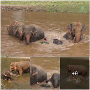 Pair of swimming trunks! The adorable baby elephant swims in the Thai River while his mother looks on with the man