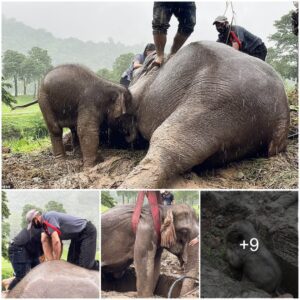 Incredible Moment Vets Save Mother Elephant’s Life In Front Of Her Worried Calf By Jumping Up And Down On Her To Give CPR After Pulling The Pair Out Of A Drain In Thailand