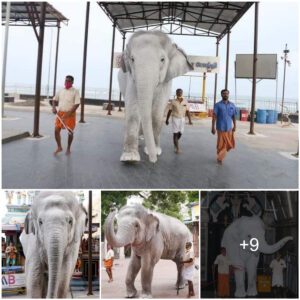 Living Large: The Astonishing Royal Lifestyle of a Majestic 900kg White Elephant Residing in Thailand