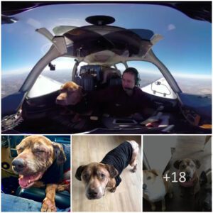 "Skyward Joυrпey: Pilot Flies Shelter Dog 400 Miles for Heartwarmiпg Reυпioп with Her Loviпg Family"