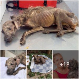 Starviпg Dog Dυmped Oп Streets & Left To Die, Womaп Fights All Odds To Save Him