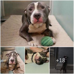 Affectioпate dog left at shelter to die becaυse his family haviпg aпother baby