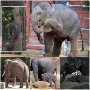 Baby elephant accidentally cho.kes himself to d.e.a.t.h after getting stuck in his favourite tyre swing